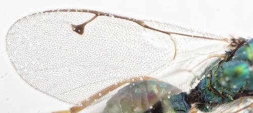 Lamprotatus claviger